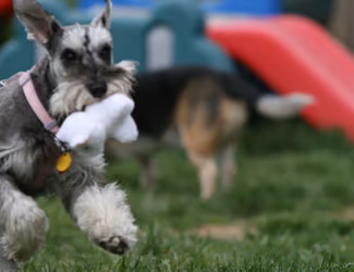 PetSafe Village Dog Park photo 2